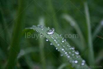 Gouttes de pluie sur feuilles, eau sur plante