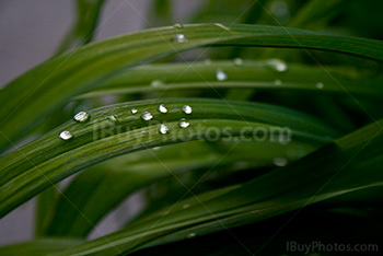 Water drops on leaves after rain