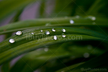 Raindrops like pearls on leaves of a plant