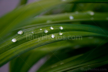 Raindrops on plant leaves