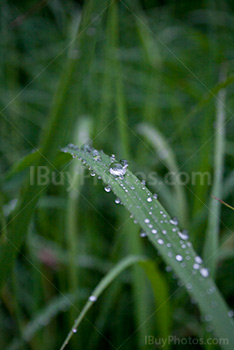 Plants covered by raindrops