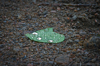 Gouttes de pluie sur feuille sur le sol