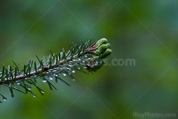 Gouttes de rosée sur une pointe de sapin, épicéa