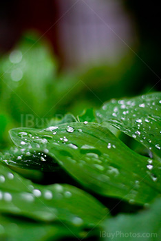 Raindrops on leaves on blurry background