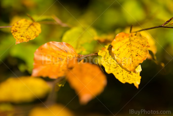 fall_season_003