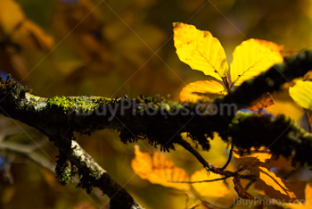 Photo: Saison Automne / Chute 004