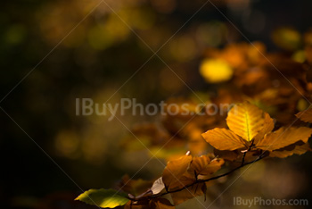 Photo: Saison Automne / Chute 005