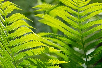 Bracken leaves with sunlight