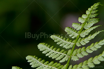 Fern leave close-up