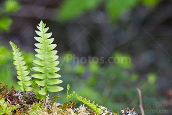 Young fern leaves on a stump