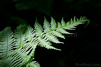Fern leave lighted by the Sun