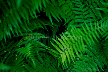 Bracken in the forest