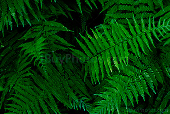 Green fern in the woods