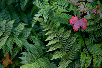 Fern with a colored leaf in the woods