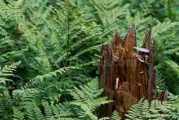 Broken tree trunk in bracken