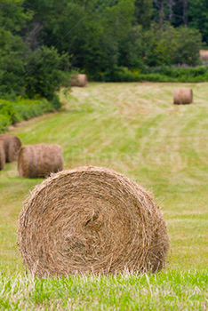 Haystacks in field