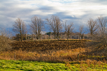 Mud field and trees under cloudy sky in Quebec