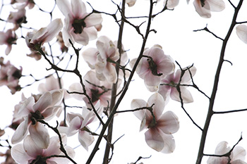 Magnolia flowers on branches