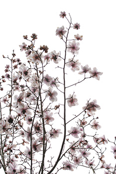 Magnolia flowers on tree and branches