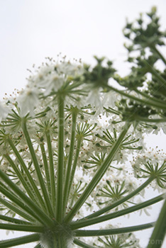 Vue contre plongée de fleurs de la berce du Caucase