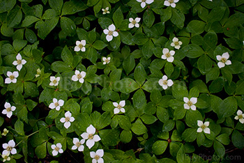 Petites fleurs blanches et feuilles vertes