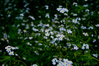 Little blue flowers in meadow