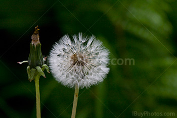 Full dandelion beside empty dandelion