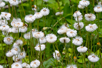 Pissenlits dans un pré