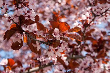 Little pink flowers in tree