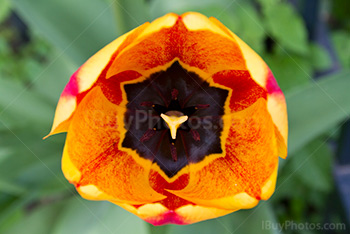 Fleur jaune et orange en gros plan