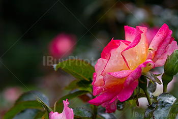 Rose flower with pink petals and thorns