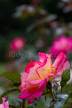 Rose flower with thorns and pink petals
