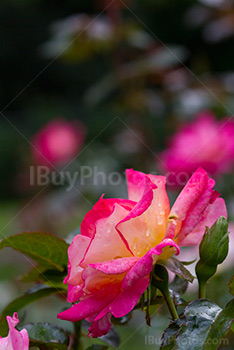 Fleur, rose avec épines et pétales roses