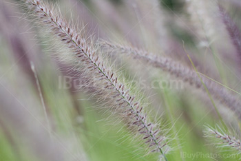 Herbe aux écouvillons, Rubrum, dans un champ, Pennisetum Setaceum