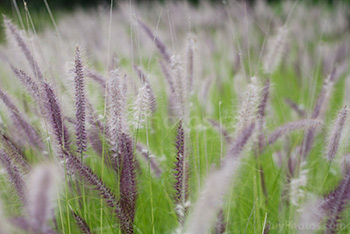 Champ d'herbes aux écouvillons, Rubrum, Pennisetum Setaceum