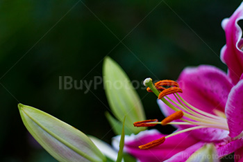 Lilium Stargazer close up with pinkpetals and stigma