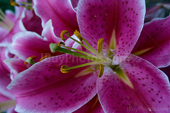 Pink lily with red spots on petals, Lilium Stargazer