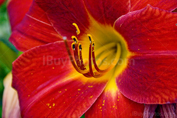 Red lily flower close up with yellow pollen