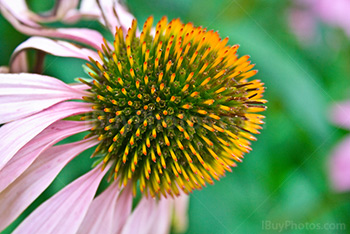 Coneflower close up , Echinacea flower