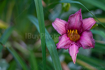 Violet lily, purple flower with leaves