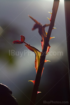 Rose stalk with thorns and leaves