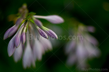 Fleurs d'hosta en gros plan, plante vivace