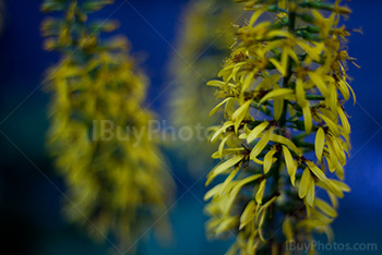 Fleurs jaune sur fond bleu