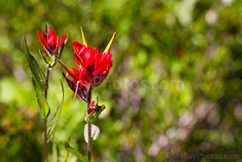 Fleur pinceau indien rouge, fleur sauvages d'Alberta