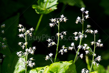 Fleurs sauvages de montagne en Alberta