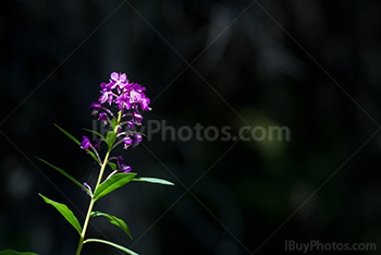 Rosebay Willowherb plant and flower on dark background, Great Willow-Herb