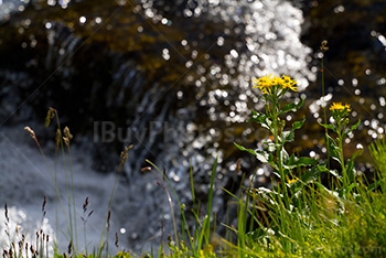 Senecio Triangularis flowers beside creek with water and sun sparkles, Arrowleaf Groundsel