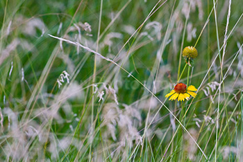 Marguerite jaune et rouge, fleur sauvage d'Alberta