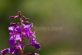 Great willow-herb wildflower of Alberta