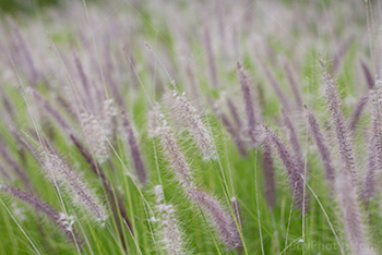 Champ de fleurs, herbes aux écouvillons, Rubrum, Pennisetum Setaceum